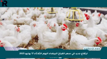 ارتفاع جديد في سعر الفراخ البيضاء اليوم الثلاثاء 17 يونيو 2025